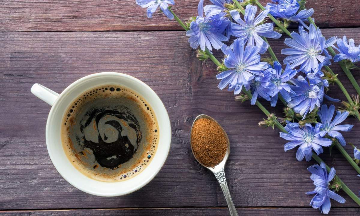 Кофе или цикорий: различия, плюсы и минусы