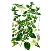 Купить онлайн Сбор растительный "Фитосуставин" в интернет-магазине Беришка с доставкой по Хабаровску и по России недорого.
